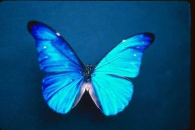 Commalitha Holton