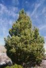 Juniper Achey Juniper