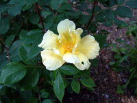 Cheryl Taylor