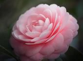 Camelia Allen