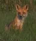 Robert Fox