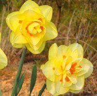 Dorothy Trotta