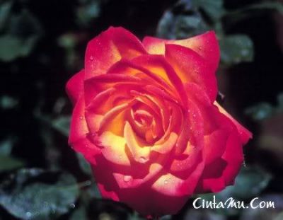 Debbie Wadick