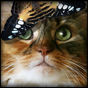 Debra Wier