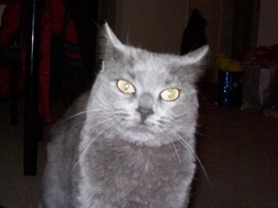 Donna Liddicoat