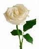 Rose Ward