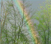 Maryann Arlock