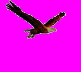 Tia Nighteagle