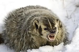 Jason Sgarlata
