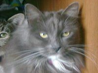Simon Ip