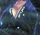 Sheena Clark