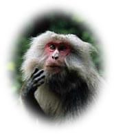 David Bean