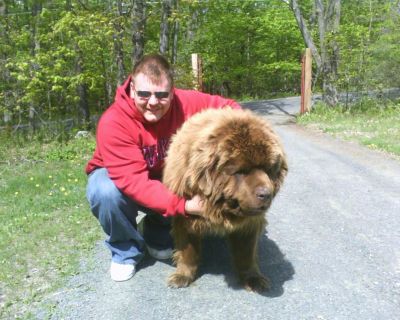 Brett Arsenault