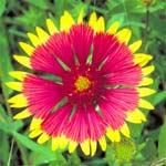 Shanda Bransom