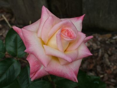 Dawn Ramage