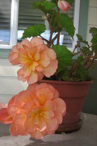 Perle Rosema