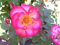 Marilyn Warmington