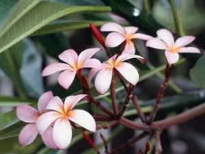 Rose Locklear