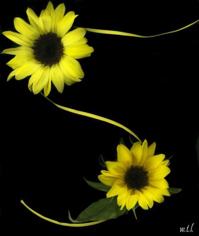 Heather Kniss