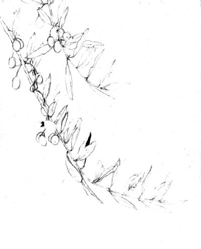 Brea Linden