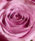 Debra Riggs