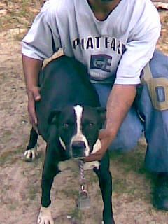 Brent Stevens