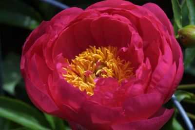 Jacqueline Knight