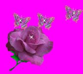Rose Eddings