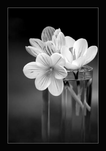 Deborah Boyle