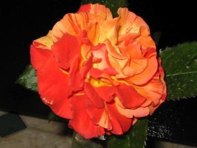 Sandra Orange
