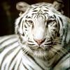 Syed Kazmi