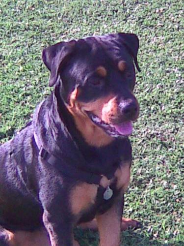Monty Ortego