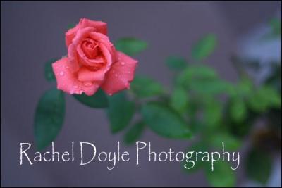 Rachel Doyle