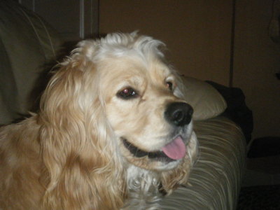 Bonnie Avallone