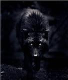 Shawna Wolf