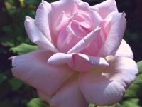 Carol Winfree
