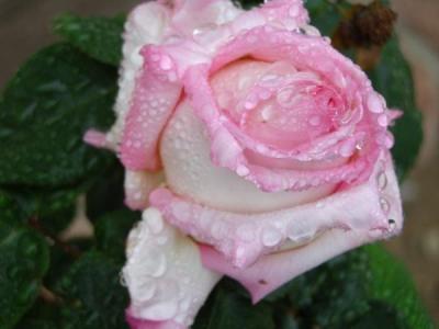 Patti Gumbert