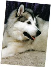 Kelly Barkell