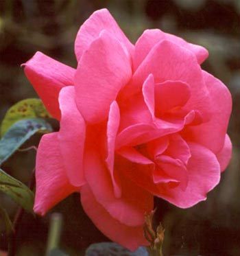Pa Xiong