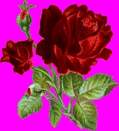 Rosenell Damron