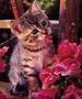 Debra Barnheart
