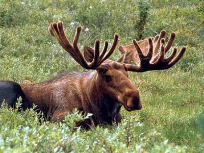 Renee Moose