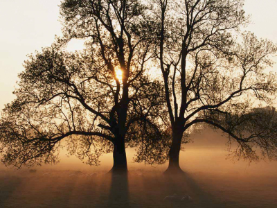 Ronald Bechard