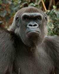 Russell Froio