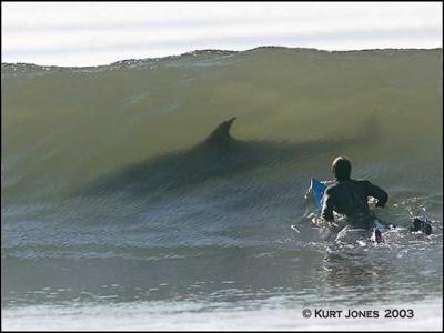 Scott Bushey