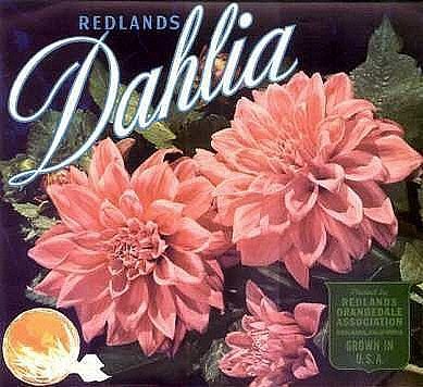 Dahlia Blackburn