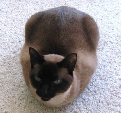 Mildred Fierce