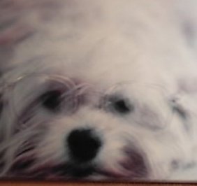 Kathi Burkheimer