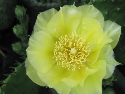 Donna Frank