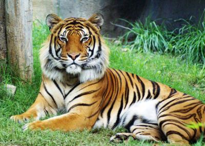 Allen Tiger